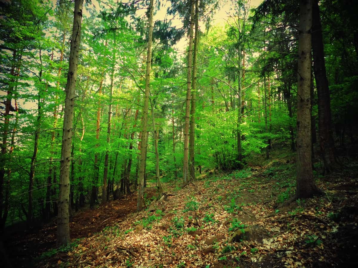 forest padure Rimetea