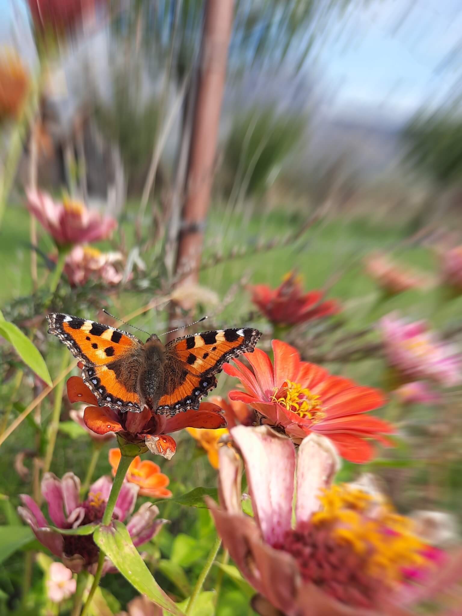 fluture butterfly