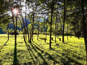 relaxare intre copaci cu hamace